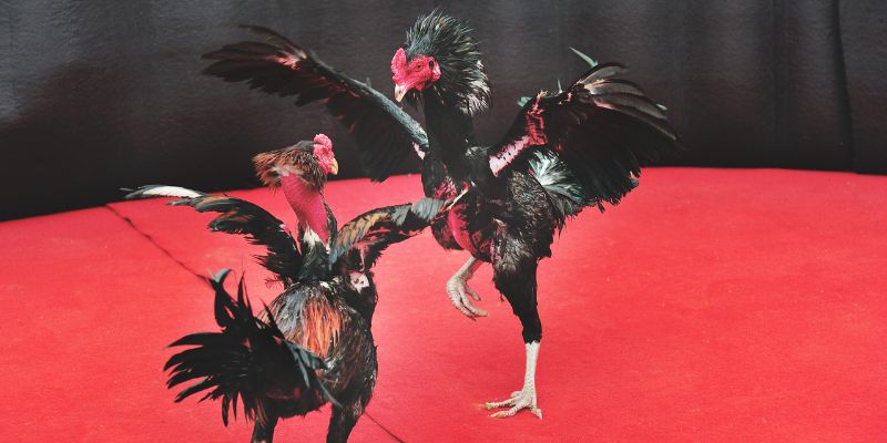 Đá gà 79king chiến lược